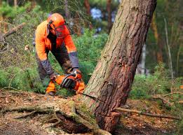  Asbury, IA Tree Removal and Landscaping Services Pros